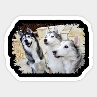 Husky Trio Sticker